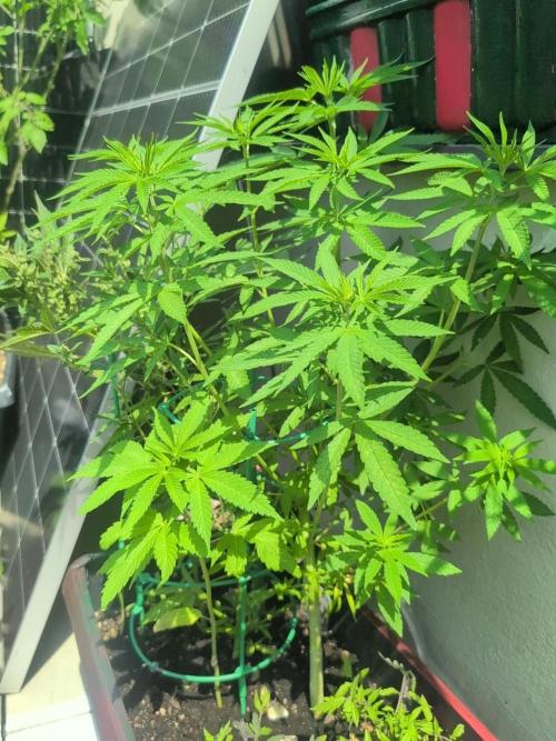 NoName - outdoor Growing FastBuds 2026. Week 6 - NoName - venkovní pěstování FastBuds 2026