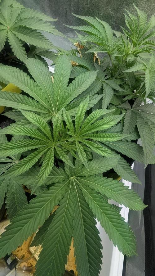 Garlic Mint Sherbet Fem 2026. Week 3 - Garlic-mint sorbet Fem 2026