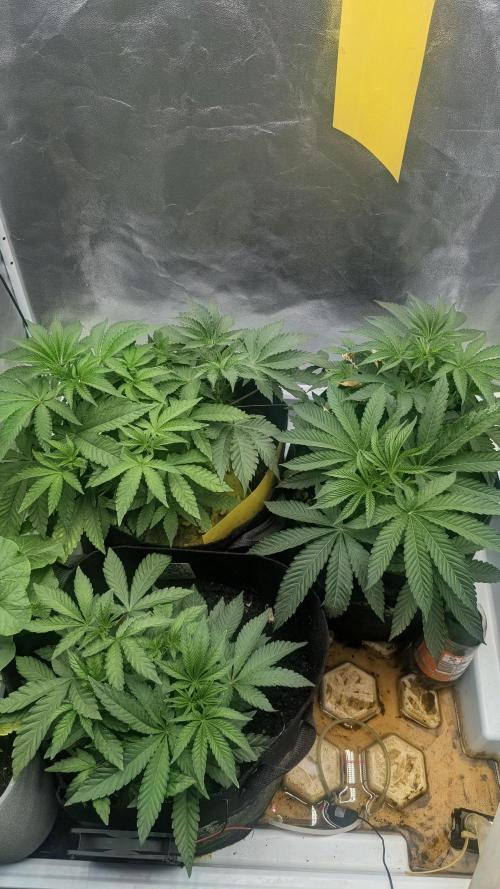 Garlic Mint Sherbet Fem 2026. Week 3 - Garlic-mint sorbet Fem 2026