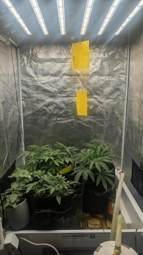 Garlic Mint Sherbet Fem 2026. Week 3