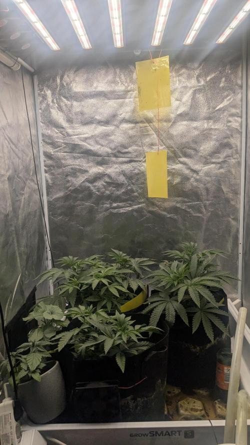 Garlic Mint Sherbet Fem 2026. Week 3