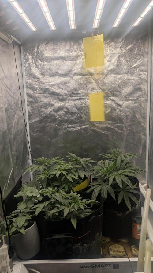 Garlic Mint Sherbet Fem 2026. Week 3
