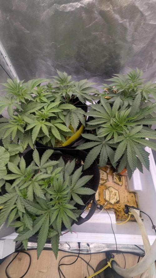 Garlic Mint Sherbet Fem 2026. Week 3