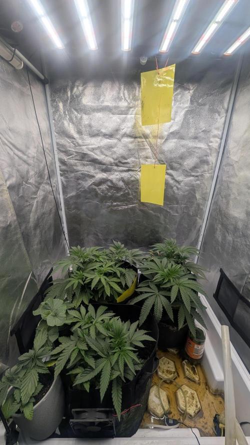 Garlic Mint Sherbet Fem 2026. Week 3