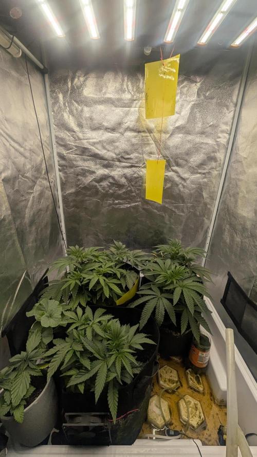 Garlic Mint Sherbet Fem 2026. Week 3