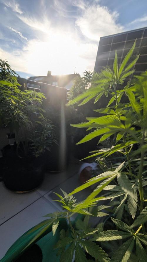 FastBuds  Mix 2026. Week 11 - FastBuds Mix 2026
