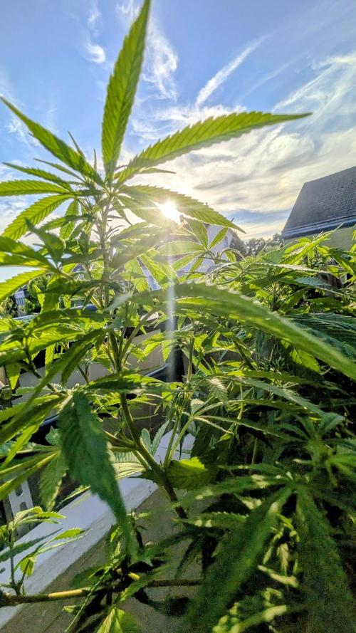 FastBuds  Mix 2026. Week 11 - FastBuds Mix 2026
