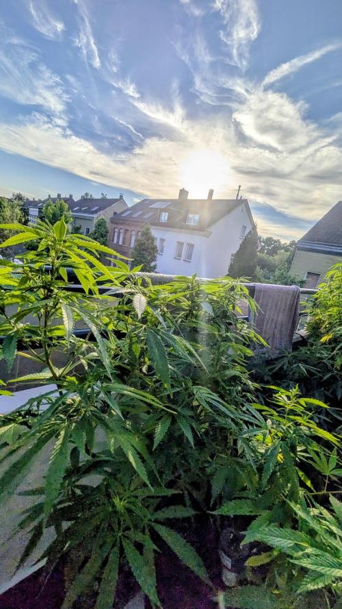 FastBuds  Mix 2026. Week 11