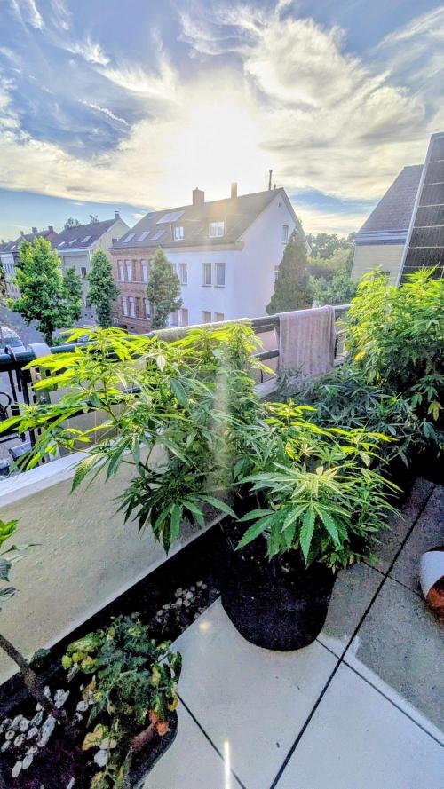 FastBuds  Mix 2026. Week 11