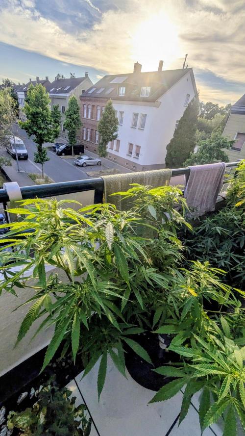 FastBuds  Mix 2026. Week 11