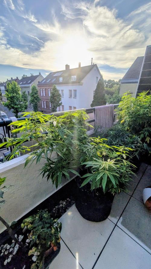 FastBuds  Mix 2026. Week 11