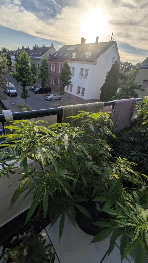 FastBuds  Mix 2026. Week 11
