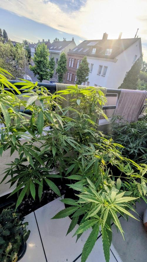 FastBuds  Mix 2026. Week 11