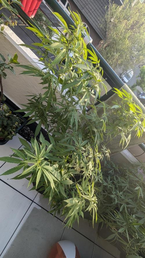 FastBuds  Mix 2026. Week 11