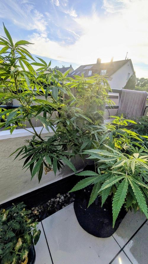 FastBuds  Mix 2026. Week 11