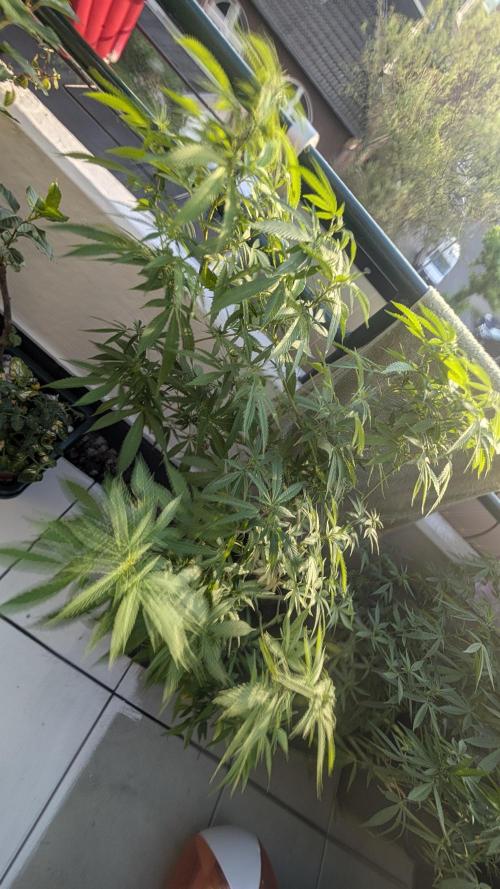 FastBuds  Mix 2026. Week 11
