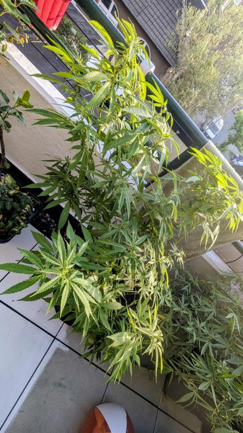 FastBuds  Mix 2026. Week 11 - FastBuds Mix 2026
