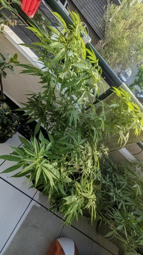 FastBuds  Mix 2026. Week 11 - FastBuds Mix 2026
