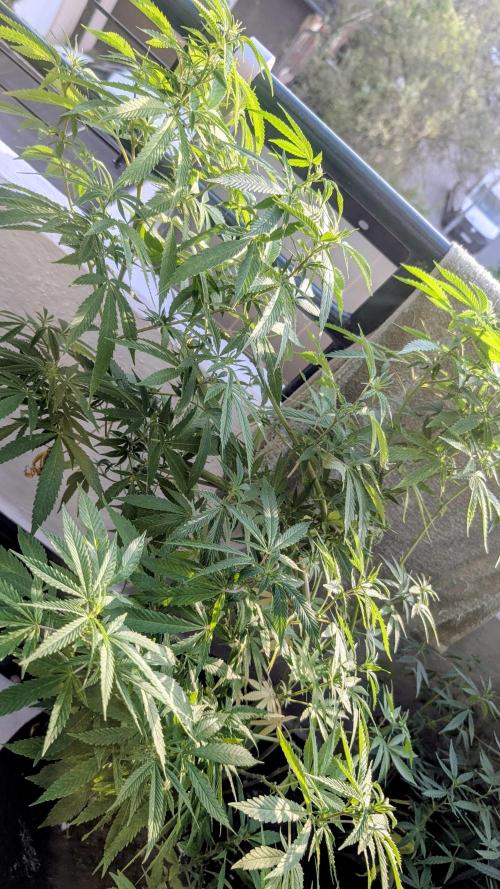 FastBuds  Mix 2026. Week 11 - FastBuds Mix 2026
