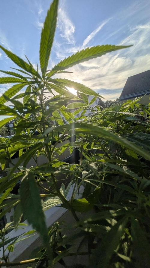 FastBuds  Mix 2026. Week 11 - FastBuds Mix 2026
