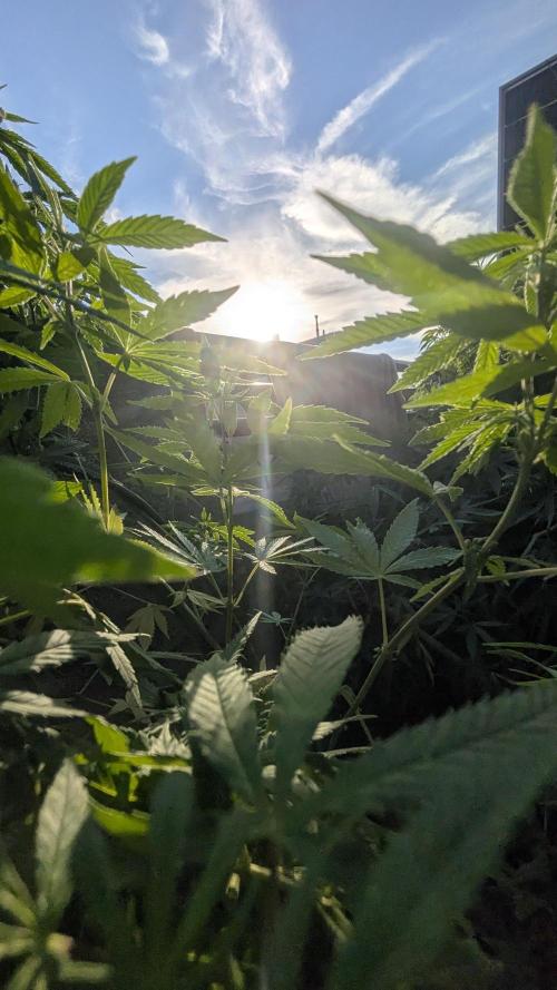 FastBuds  Mix 2026. Week 11 - FastBuds Mix 2026

