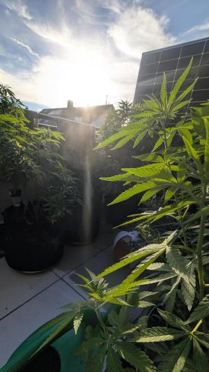 Comment by DeutschFarming2025 photo #2