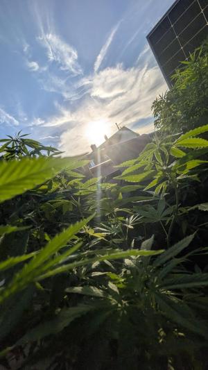 Comment by DeutschFarming2025 photo #2