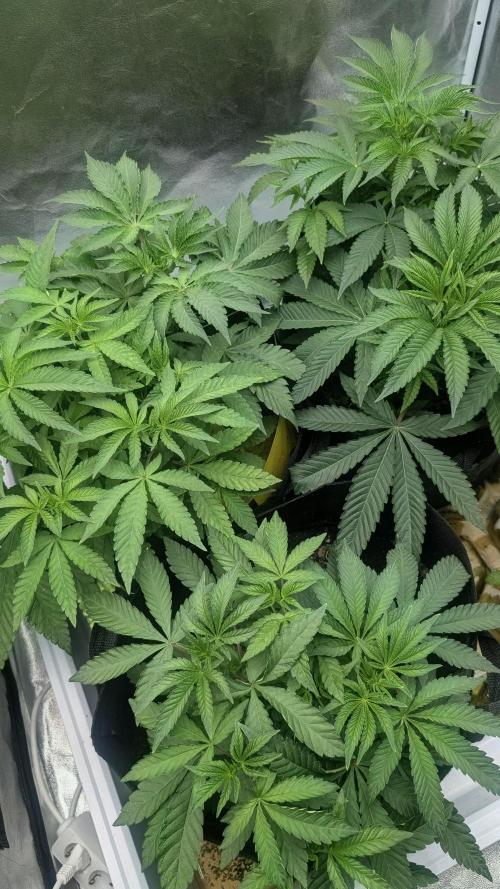 Gary Sherbet Fem 2026 .2×. Week 4 - Gary Sherbet Feb 2026 .2×