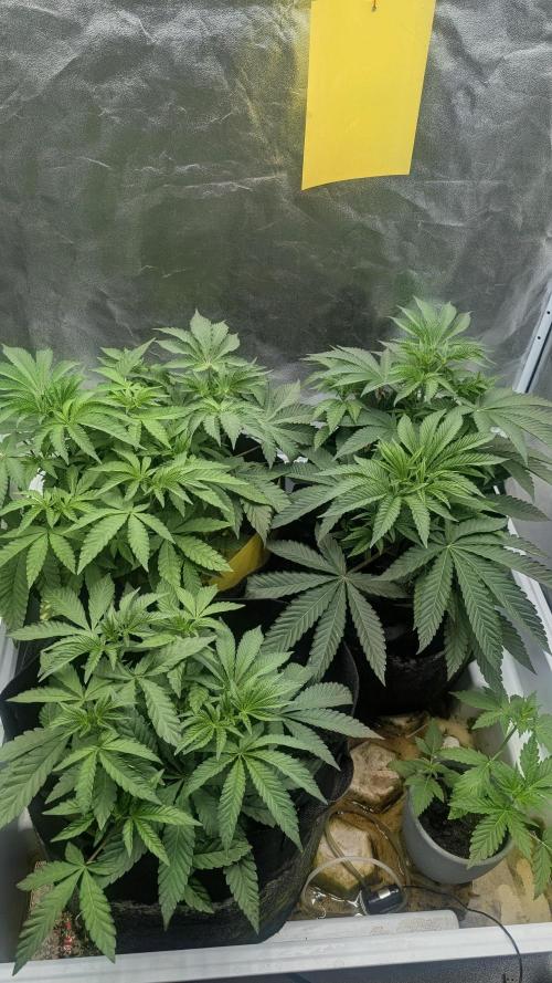 Gary Sherbet Fem 2026 .2×. Week 4