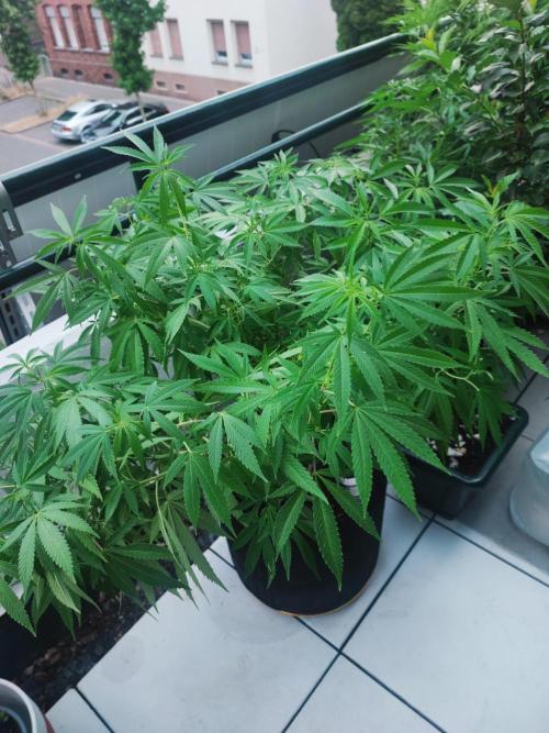 FastBuds  Mix 2026. Week 12 - FastBuds Mix 2026 