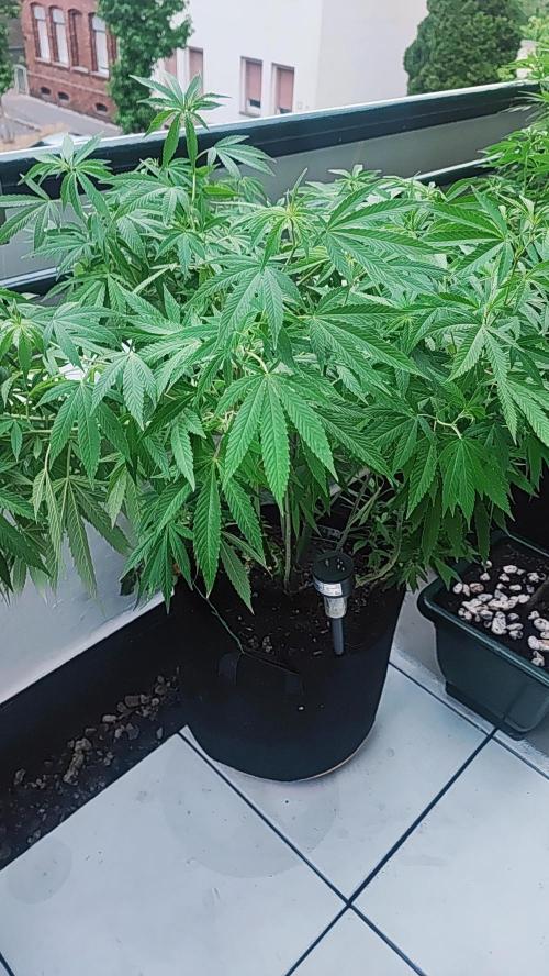 FastBuds  Mix 2026. Week 12 - FastBuds Mix 2026 
