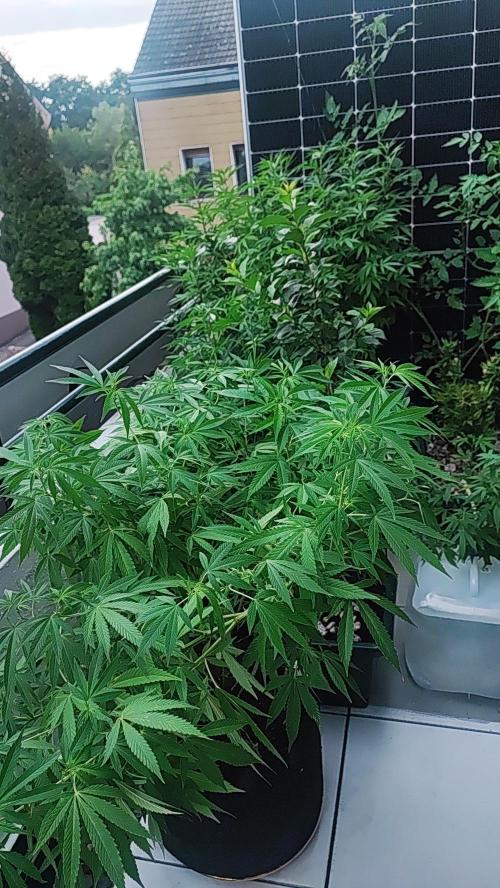 FastBuds  Mix 2026. Week 12 - FastBuds Mix 2026 
