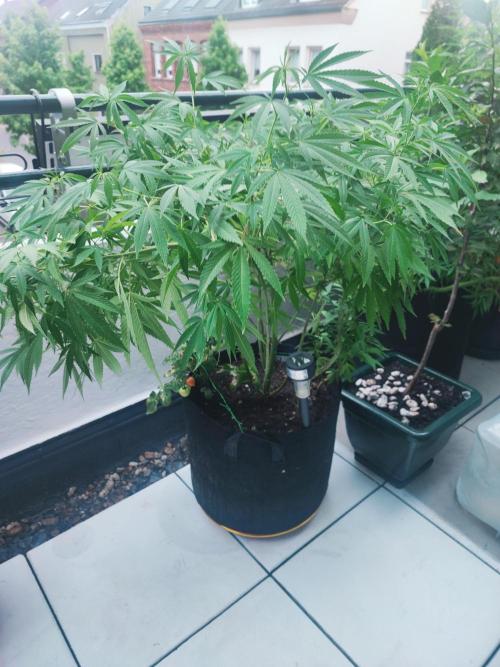 FastBuds  Mix 2026. Week 12 - FastBuds Mix 2026 