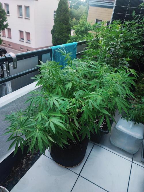 FastBuds  Mix 2026. Week 12 - FastBuds Mix 2026 