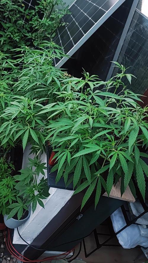 Mix Pack. Week 12