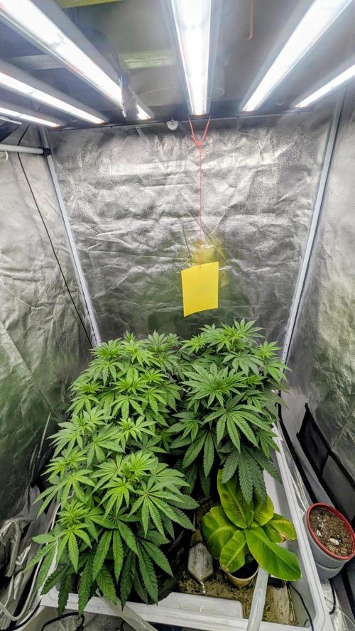 Gary Sherbet Fem 2026 .2×. Week 5 - Gary Sherbet Feb 2026 .2×
