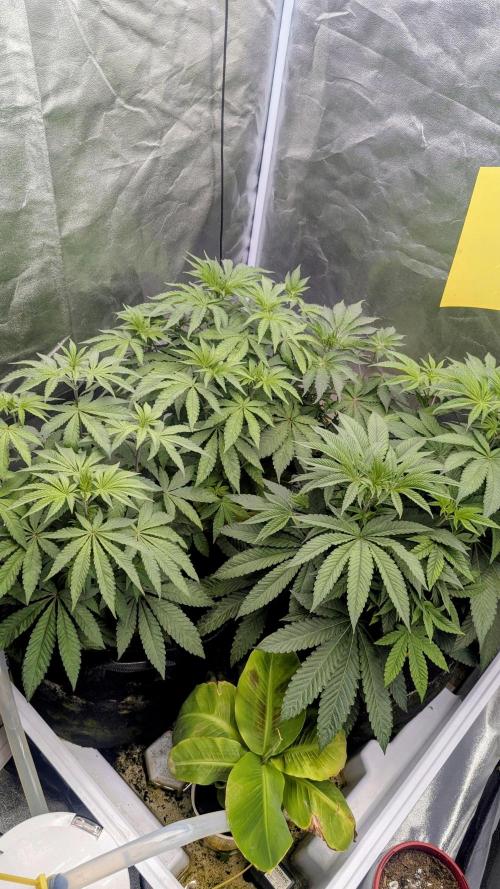 Gary Sherbet. Week 5