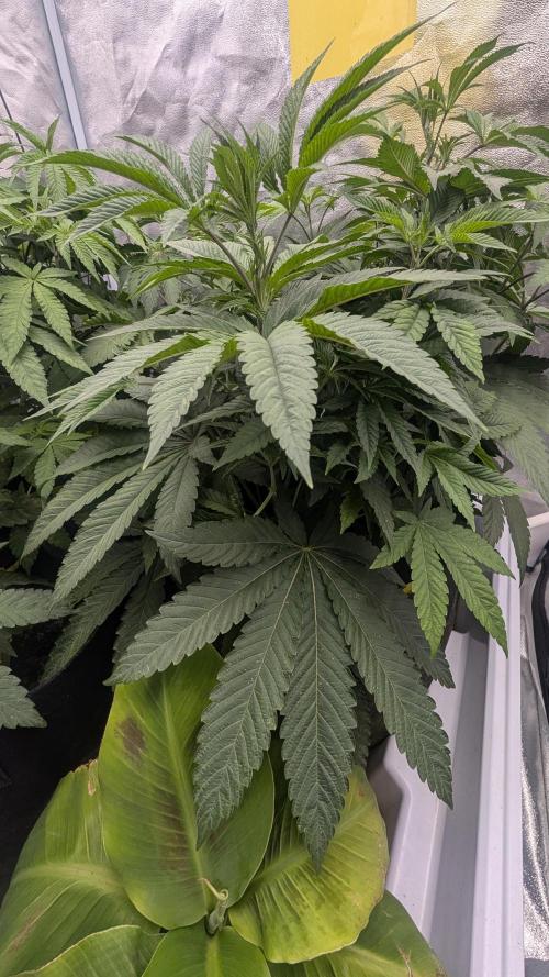 Garlic Mint Sherbet Fem 2026. Week 4 - Garlic Mint Sherbet Fem 2026