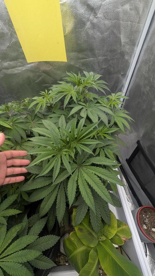 Garlic Mint Sherbet Fem 2026. Week 4 - Garlic Mint Sherbet Fem 2026