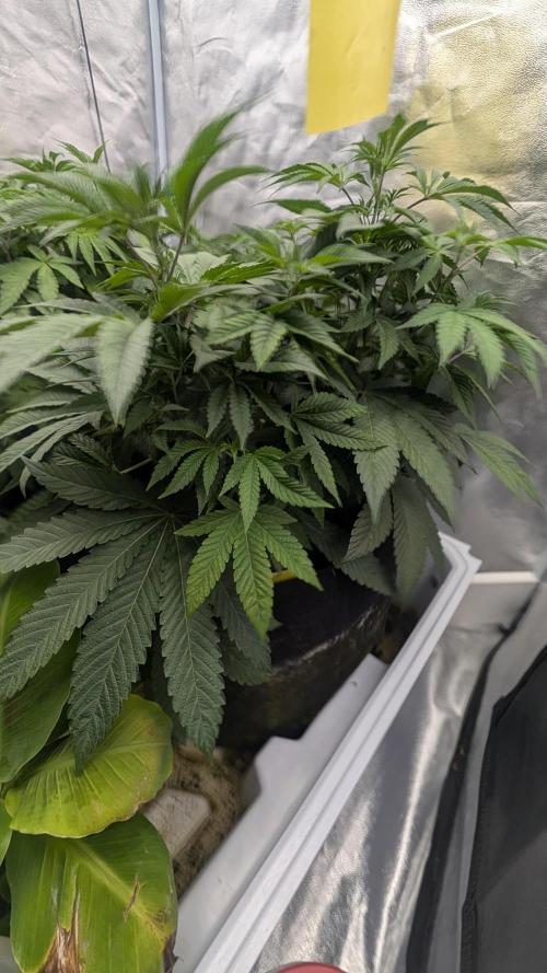 Garlic Mint Sherbet Fem 2026. Week 4 - Garlic Mint Sherbet Fem 2026