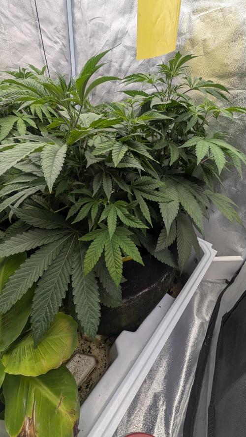 Garlic Mint Sherbet Fem 2026. Week 4 - Garlic Mint Sherbet Fem 2026