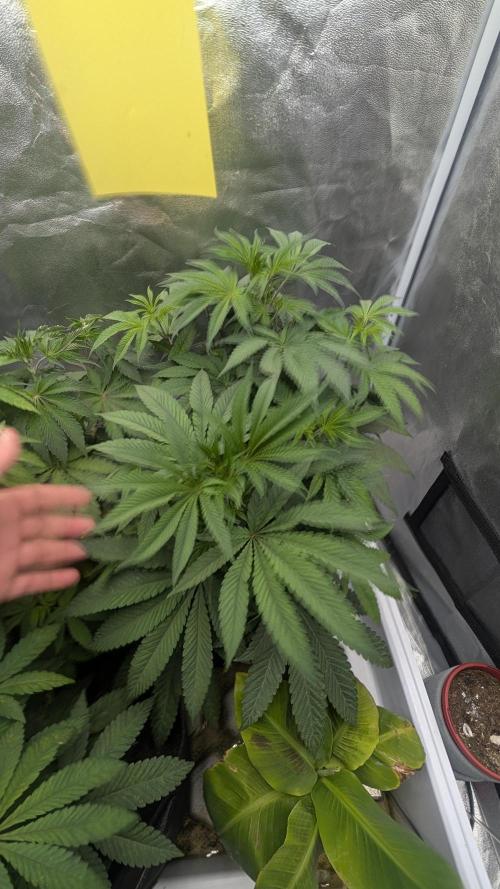 Garlic Mint Sherbet Fem 2026. Week 4 - Garlic Mint Sherbet Fem 2026