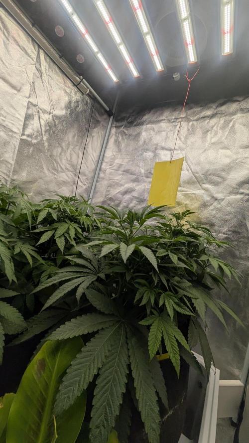 Garlic Mint Sherbet Fem 2026. Week 4 - Garlic Mint Sherbet Fem 2026
