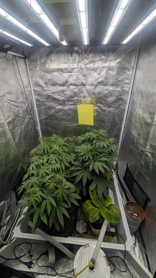 Garlic Mint Sherbet Fem 2026. Week 4 - Garlic Mint Sherbet Fem 2026