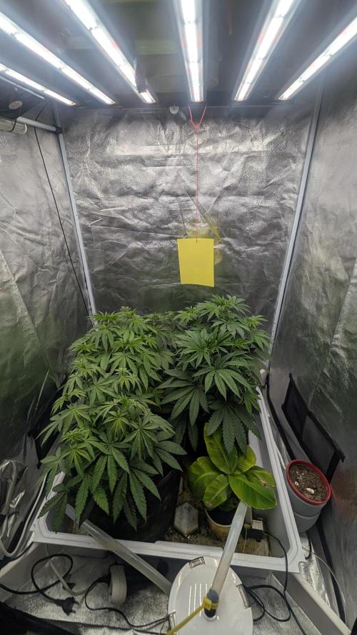 Garlic Mint Sherbet Fem 2026. Week 4 - Garlic Mint Sherbet Fem 2026