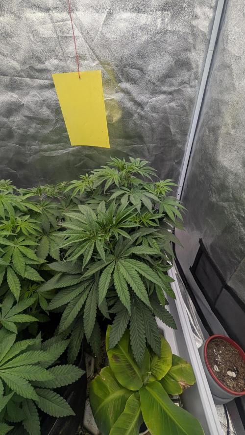 Garlic Mint Sherbet Fem 2026. Week 4