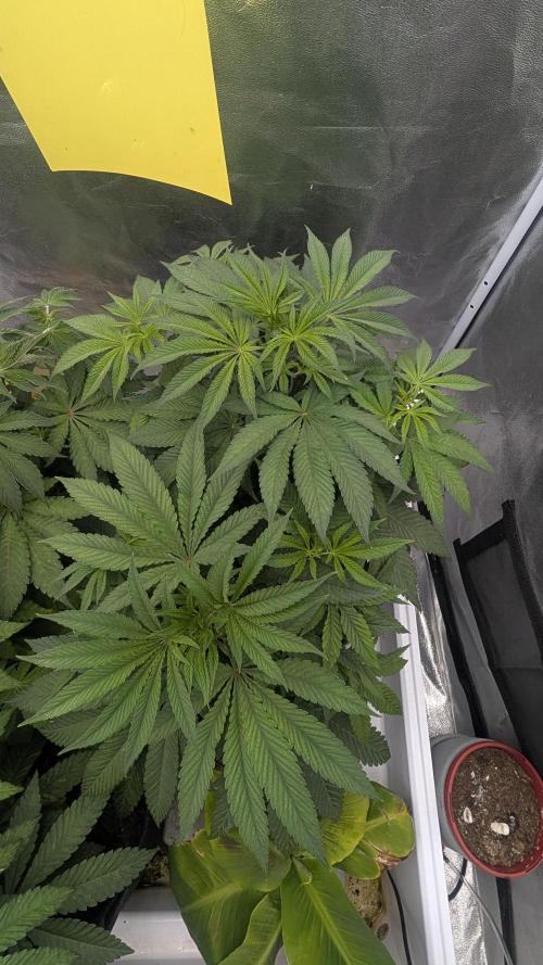Garlic Mint Sherbet Fem 2026. Week 4 - Garlic Mint Sherbet Fem 2026