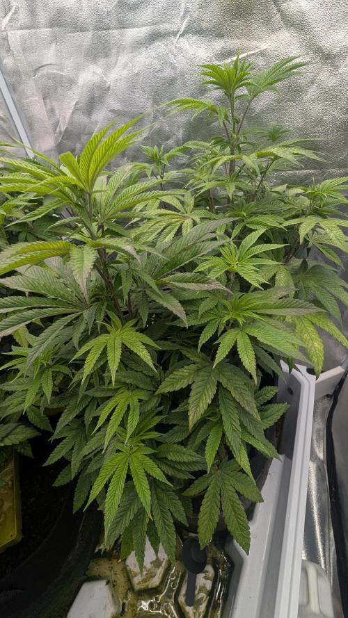 Garlic Mint Sherbet Fem 2026. Week 5 - Česnekovo-mátový sorbet Fem 2026