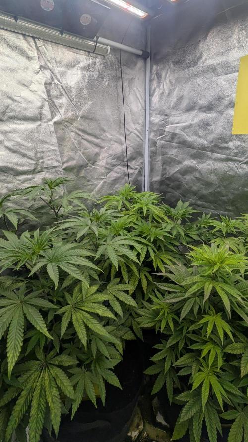Garlic Mint Sherbet Fem 2026. Week 5 - Česnekovo-mátový sorbet Fem 2026