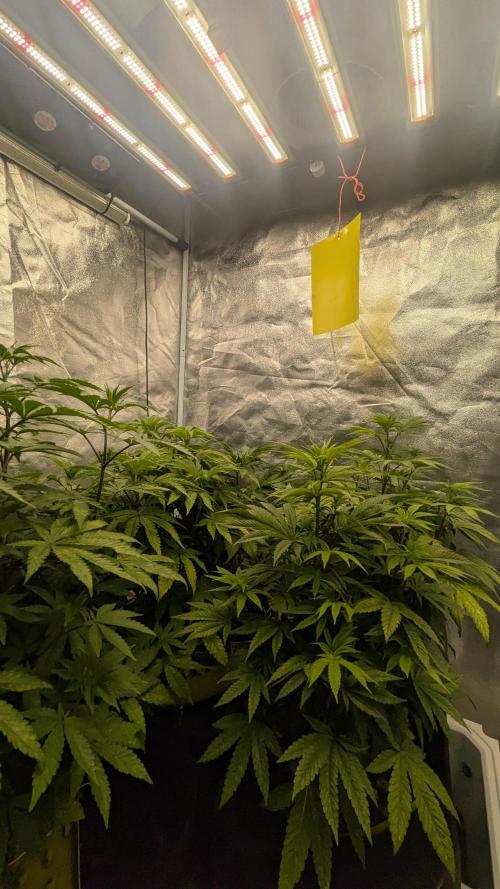 Garlic Mint Sherbet Fem 2026. Week 5 - Česnekovo-mátový sorbet Fem 2026